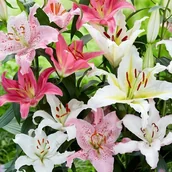 Nasiona i cebule - Lilia orientalna mieszanka mix 5 szt. cebule cebulki lilii lilie - miniaturka - grafika 1