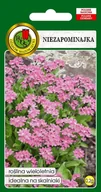 Nasiona i cebule - Niezapominajka Różowa 0.2 g PNOS - miniaturka - grafika 1