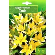 Nasiona i cebule - Tulipa - Tulipan Tarda 5Szt. - miniaturka - grafika 1