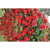 Kwiaty doniczkowe - Dalia pomponiasta, wys.30 cm, don.12 cm - miniaturka - grafika 1