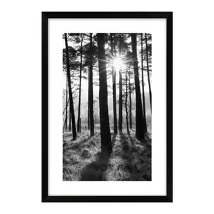 Obraz Las czarno-biały 60 x 90 cm - Obrazy i zdjęcia na płótnie - miniaturka - grafika 1