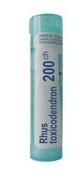 Homeopatia - Boiron Rhus toxicodendron 200 CH 5329908 - miniaturka - grafika 1