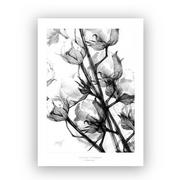 Plakaty - Cotton flowers print 50x70 cm - miniaturka - grafika 1