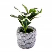 Sztuczne kwiaty - Peperomia Kwiat W Doniczce 18Cm Różne Kolory - miniaturka - grafika 1