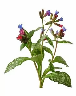 EQUIHERBS Miodunka 0,5 kg - Pasze dla zwierząt - miniaturka - grafika 1