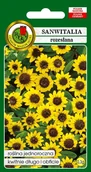 Nasiona i cebule - Sanwitalia 0.3 g PNOS - miniaturka - grafika 1