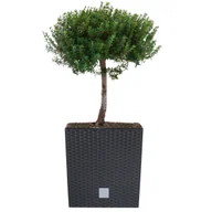 Donice - Doniczka kwadratowa wkład rattan 32x32x32,5 cm antracytowy - miniaturka - grafika 1