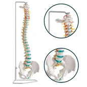 Meble i wyposażenie gabinetów medycznych - Model kręgosłupa z dyskopatią na poziomie L3/L4 na statywie Erler Zimmer - miniaturka - grafika 1