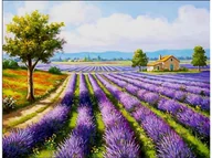 Malowanie po numerach - Obraz Malowanie Po Numerach Rama 50X40Cm Pole Lawendy - miniaturka - grafika 1
