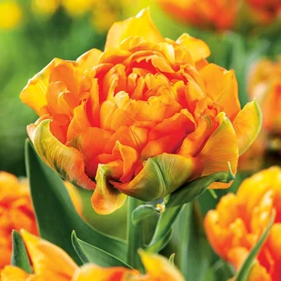 Tulipan Dla Kolekcjonera Orca 5 szt Tulipany cebulki tulipanów - Nasiona i cebule - miniaturka - grafika 1