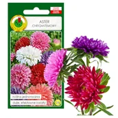 Nasiona i cebule - ASTER CHRYZANTEMOWY MIESZANY KWIAT NASIONA - miniaturka - grafika 1