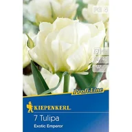 Nasiona i cebule - Cebule tulipanów Profi-Line Fosteriana-Tulpe Exotic Emperor - miniaturka - grafika 1