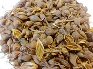 Herbata - Owoc Forsycji Fructus Forsythiae LIAN QIAO 100 g - miniaturka - grafika 1