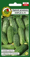 Nasiona i cebule - OGÓREK GRUNTOWY SOPLICA ODPORNY NASIONA BEZ GMO - miniaturka - grafika 1