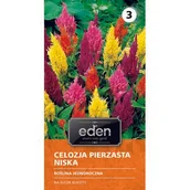 Nasiona i cebule - Celozja pierzasta Kimono 0,1 g Eden - miniaturka - grafika 1