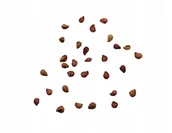 Nasiona i cebule - Nasiona Poziomka Rugia całoroczna soczysta słodka - miniaturka - grafika 1