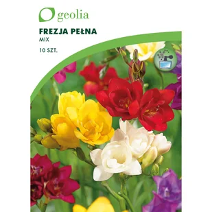 Frezja pełna mix 10 szt. cebulki kwiatów Geolia - Nasiona i cebule - miniaturka - grafika 1