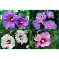 Sadzonki drzew krzewów - Hibiskus (Ketmia) don. 3 l - miniaturka - grafika 1