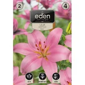 Nasiona i cebule - Lilia azjatycka Rosita 2 sztuki Eden - miniaturka - grafika 1