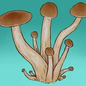 Nasiona i cebule - Mykożerca Growkit Golden Teacher - miniaturka - grafika 1