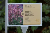 Nasiona i cebule - Kłosowiec Mango Tango - Agastache - miniaturka - grafika 1