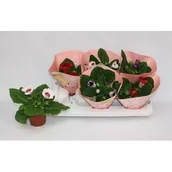 Kwiaty doniczkowe - Gloksynia doniczka 12 cm mix - miniaturka - grafika 1