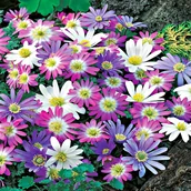 Nasiona i cebule - Anemon Blanda Zawilec Grecki Mix 10 szt cebulki anemonów - miniaturka - grafika 1
