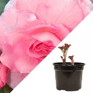 Nasiona i cebule - Begonia pełna różowa doniczka fi14 1 szt. - miniaturka - grafika 1
