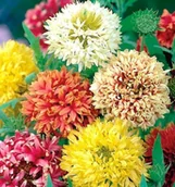 Nasiona i cebule - GAILARDIA NADOBNA GAILLARDIA PULCHELLA 0,5G NASION - miniaturka - grafika 1