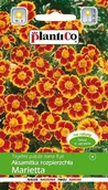 Nasiona i cebule - Aksamitka Rozpierzchła Marietta 1g PlantiCo - miniaturka - grafika 1