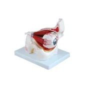 Mały naukowiec - Powiększony model budowy oka człowieka- 3D - miniaturka - grafika 1