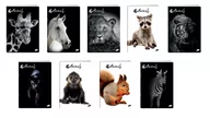 Zeszyty szkolne - Zeszyt A5 60K linia ANIMALS pakiet 10 sztuk - Elisa - miniaturka - grafika 1