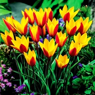 Nasiona i cebule - Tulipan Botaniczny Cynthia 5 szt Cebulki tulipanów - miniaturka - grafika 1