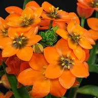 Nasiona i cebule - Ornithogalum Dubium Orange Śniedek Wątpliwy 5 szt - miniaturka - grafika 1