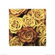 Plakaty - Złote Róże - Reprodukcja - miniaturka - grafika 1