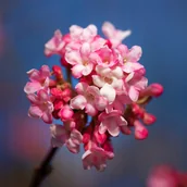 Kwiaty doniczkowe - Kalina bodnantska 'Dawn' (Viburnum bodnantense) Doniczka 2.0L - miniaturka - grafika 1