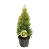 Sadzonki drzew krzewów - Thuja Golden Smaragd wys. 30-70 don. 3 l - miniaturka - grafika 1