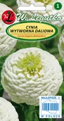 Nasiona i cebule - Legutko Cynia daliowa wytworna Polar Bear 1g biała - miniaturka - grafika 1