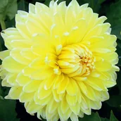 Nasiona i cebule - Dalia talerzowa Bilbao 1 szt. - miniaturka - grafika 1