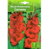 Nasiona i cebule - Mieczyk Czerwony Benex - miniaturka - grafika 1