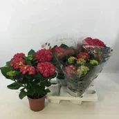 Kwiaty doniczkowe i cięte - Hortensja D14 mix - miniaturka - grafika 1