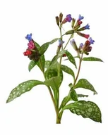 Pasze dla zwierząt - EQUIHERBS Miodunka 1 kg - miniaturka - grafika 1