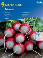 Nasiona i cebule - Rzodkiewka Poloneza Wczesna Nasiona Rzodkiewki Kiepenkerl - miniaturka - grafika 1