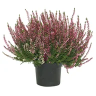 Kwiaty doniczkowe - Wrzos pączkowy fioletowy doniczka 12 cm - miniaturka - grafika 1