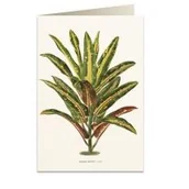 Kartki okolicznościowe i zaproszenia - Tassotti Tassotti Karnet B6 + koperta 6063 Dracena Croton 462350 - miniaturka - grafika 1