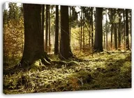 Obrazy i zdjęcia na płótnie - Obraz na płótnie, Las mgła krajobraz 90x60 - miniaturka - grafika 1