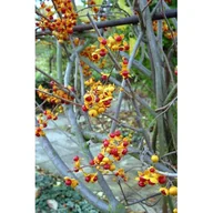 Kwiaty doniczkowe - Pnącza i krzewy świata (dławisz) - miniaturka - grafika 1