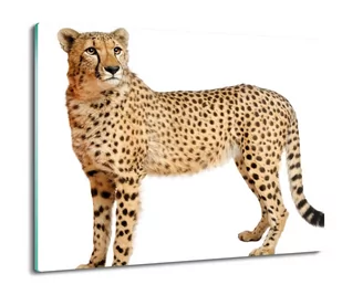 ochrona na indukcję druk Gepard grzywiasty 60x52, ArtprintCave - Deski do krojenia - miniaturka - grafika 1