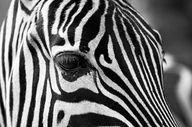 Plakaty - Plakat, Czarno - białe paski - zebra, 29,7x21 cm - miniaturka - grafika 1