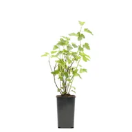 Sadzonki drzew krzewów - Porzeczka czerwona wys. 25 cm don. 2 l - miniaturka - grafika 1